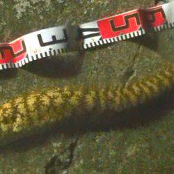 カマス爆釣！そして外道は大物